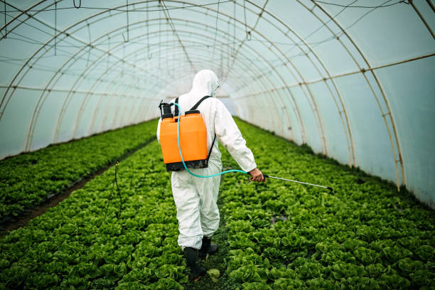 Best Local Pest Control Services  in North Fork, AZ