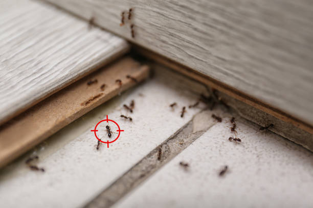 Best Commercial Pest Control Services  in North Fork, AZ