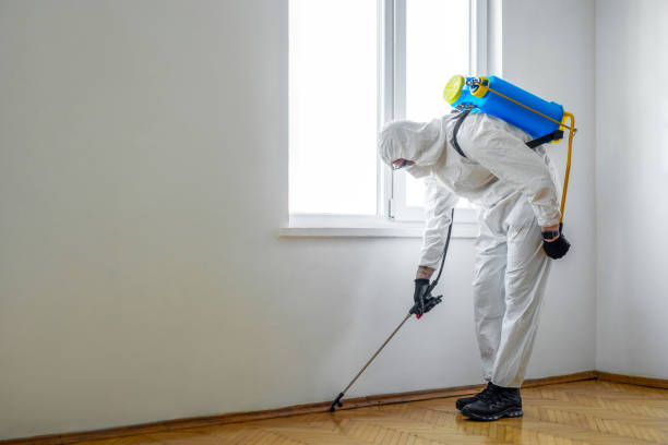 Best Ant Control Services  in North Fork, AZ