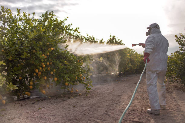 Best Termite Control Services  in North Fork, AZ
