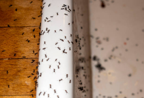 Best Pest Control Treatment  in North Fork, AZ