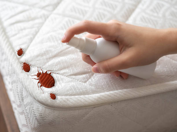 Best Cockroach Control Services  in North Fork, AZ