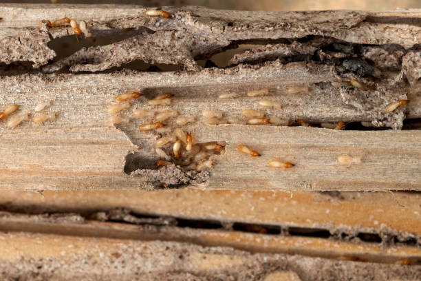 Best Pest Control Near Me  in North Fork, AZ