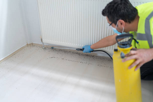 Wasp Removal Services in North Fork, AZ
