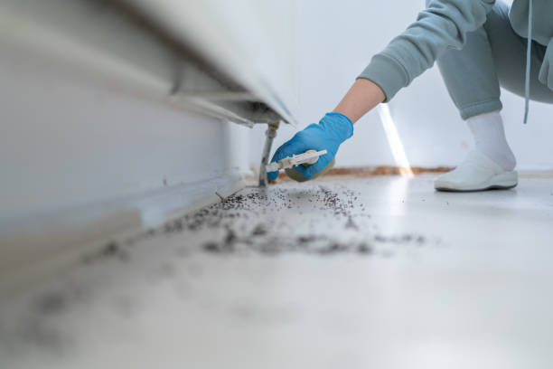 Professional Pest Control in North Fork, AZ